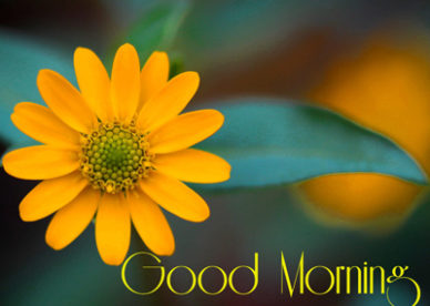 Yellow Flower Gud Morning Pictures For Whatsapp And Facebook